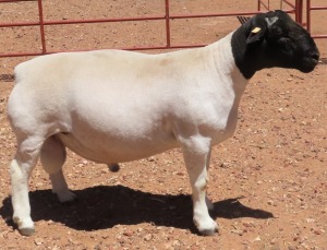 1X DORPER STUD RAM CJ COETZEE BOERDERY