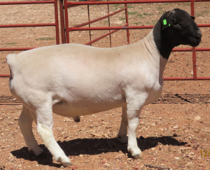 1X DORPER FLOCK RAM LUCASDAM DORPERS