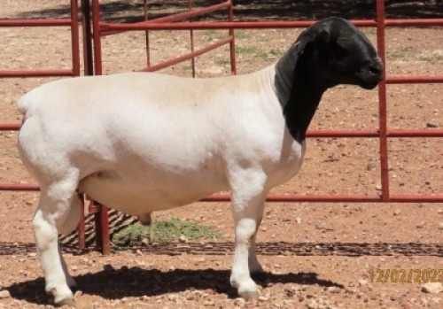 1X DORPER FLOCK RAM CJ COETZEE BOERDERY
