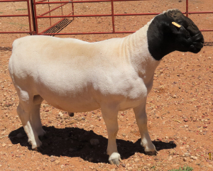 1X DORPER FLOCK RAM CJ COETZEE BOERDERY