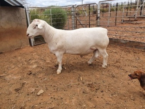 1X WHITE DORPER T5 RAM CJ COETZEE BOERDERY