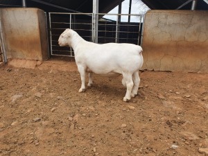 1X WHITE DORPER T5 RAM CJ COETZEE BOERDERY