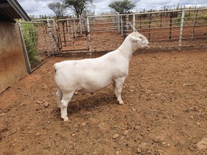 1X WHITE DORPER FLOCK RAM CJ COETZEE BOERDERY