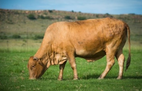 1 X F BORAN ZAMBESIAKA STUD BREEDERS