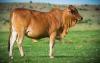 1 X F BORAN ZAMBESIAKA STUD BREEDERS