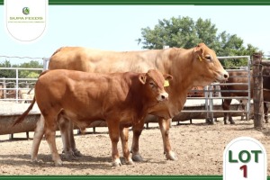 1+1 x LIMOUSIN COW WITH CALF SUPA FEEDS