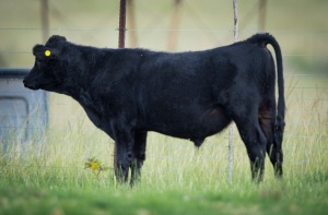 1 X M DEXTER ZAMBESIAKA STUD BREEDERS