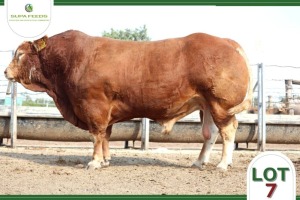 1 x LIMOUSIN BULL SUPA FEEDS