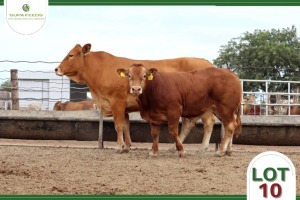 1 x LIMOUSIN COW SUPA FEEDS