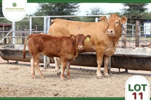 1+1 x LIMOUSIN COW WITH CALF SUPA FEEDS