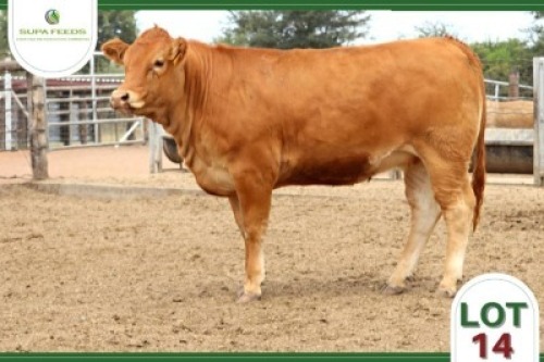 1 x LIMOUSIN HEIFER SUPA FEEDS
