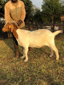 1 X F BOERBOK RENIER BEZUIDENHOUT