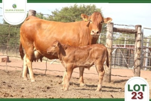 1+1 x LIMOUSIN COW WITH CALF SUPA FEEDS