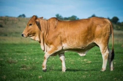 1 X F BORAN ZAMBESIAKA STUD BREEDERS