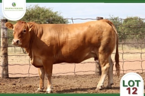 1 x LIMOUSIN COW SUPA FEEDS