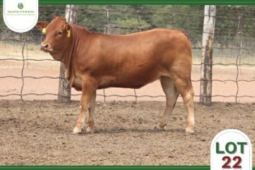 1 x LIMOUSIN HEIFER SUPA FEEDS
