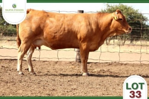 1 x LIMOUSIN COW SUPA FEEDS