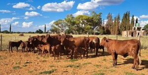 9+9X SANTA GERTRUDIS COW WITH CALF LUCASDAM STOET (Pay per piece to take the lot)