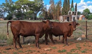 2X SANTA GERTRUDIS PREGNANT HEIFER LUCASDAM STOET (Pay per piece to take the lot)