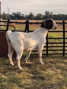 1 X F BOERBOK RENIER BEZUIDENHOUT