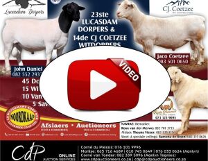 10X SAVANNA OOI/EWE KLIPBANK BOERDERY (Pay per piece to take the lot)