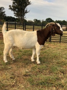 1 X F BOERBOK RENIER BEZUIDENHOUT