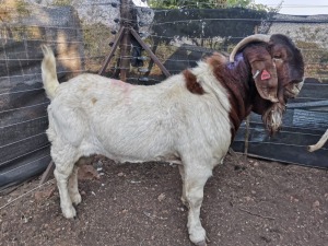 1 X M BOERBOK LUAN KRUGER