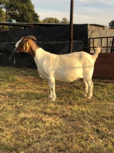 1 X F BOERBOK RENIER BEZUIDENHOUT