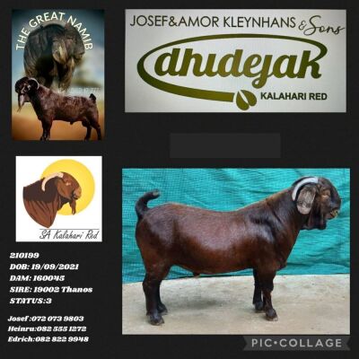 1X KALAHARI RED FLOCK BUCK DHIDEJAK