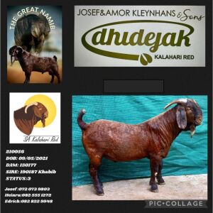 1X KALAHARI RED STUD BUCK DHIDEJAK