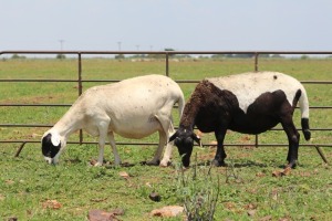 2+3X OOI/EWE DIDYMUS MEATMASTERS (Pay per piece to take the lot)