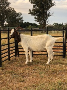 1 X F BOERBOK RENIER BEZUIDENHOUT