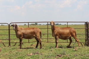 2X OOI/EWE DIDYMUS MEATMASTERS (Pay per piece to take the lot)