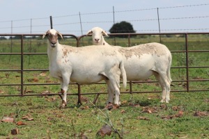 2+3X OOI/EWE DIDYMUS MEATMASTERS (Pay per piece to take the lot)