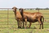 2X OOI/EWE DIDYMUS MEATMASTERS (Pay per piece to take the lot) - 2