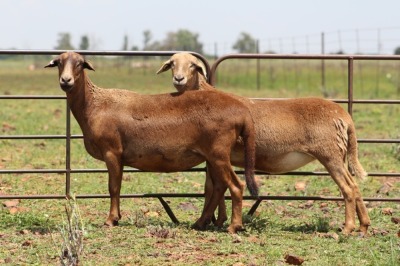 2X OOI/EWE DIDYMUS MEATMASTERS (Pay per piece to take the lot)