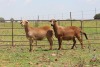 2X OOI/EWE DIDYMUS MEATMASTERS (Pay per piece to take the lot) - 2