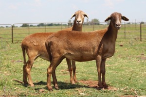 2X OOI/EWE DIDYMUS MEATMASTERS (Pay per piece to take the lot)