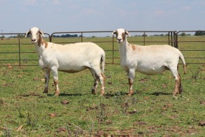 2X OOI/EWE DIDYMUS MEATMASTERS (Pay per piece to take the lot)