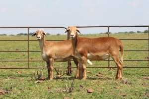 2X OOI/EWE DIDYMUS MEATMASTERS (Pay per piece to take the lot)