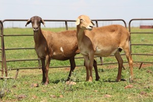 2X OOI/EWE DIDYMUS MEATMASTERS (Pay per piece to take the lot)