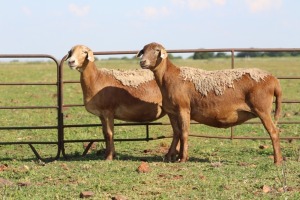 2+1X OOI/EWE DIDYMUS MEATMASTERS (Pay per piece to take the lot)