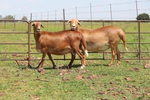 2X OOI/EWE DIDYMUS MEATMASTERS (Pay per piece to take the lot)