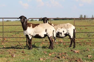 2X OOI/EWE DIDYMUS MEATMASTERS (Pay per piece to take the lot)