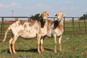 2X OOI/EWE DIDYMUS MEATMASTERS (Pay per piece to take the lot)