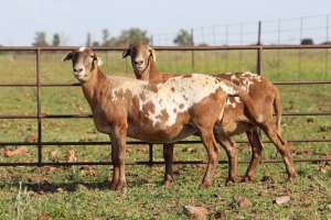 2X OOI/EWE DIDYMUS MEATMASTERS (Pay per piece to take the lot)