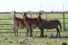 3X OOI/EWE DIDYMUS MEATMASTERS (Pay per piece to take the lot)