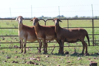 3X OOI/EWE DIDYMUS MEATMASTERS (Pay per piece to take the lot)