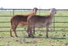 3X OOI/EWE DIDYMUS MEATMASTERS (Pay per piece to take the lot) - 2