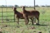 3X OOI/EWE DIDYMUS MEATMASTERS (Pay per piece to take the lot) - 3